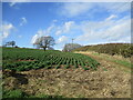 Field of beans and footpath to Bank Hill in Woodborough