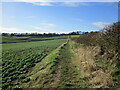 Footpath and bean field near Woodborough in Woodborough