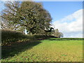Hedge and trees at High Pastures in NG14 6EF