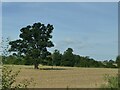 Lone tree at Yarnton in OX5 1FX