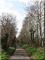 Tree-lined country lane to West End in IP25 7QT