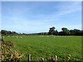 Sheep grazing, Trefeglwys in SY17 5PJ