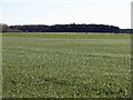 Field and trees south of Brenkley Lane in NE13 6BT