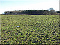 Field and copse north of Brenkley Lane in NE13 6DA