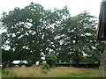 Trees at St. Andrew's church (Stockton on Teme) in WR6 6XF