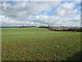 Autumn sown crop near Thistleton in Thistleton