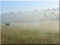 Horses in mist below Cockpole Green in RG10 8QE