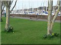 Lymington: trees, daffodils and yachts in SO41 5SD
