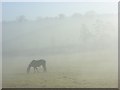 Horse in mist below Cockpole Green in RG10 8QE