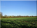 Field of oilseed rape near Coleby in LN5 0AH