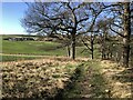 Track On Edge Of Hartforth Wood in DL11 7JW