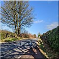 Deciduous trees near Trellech in late winter, Monmouthshire in NP25 4PQ
