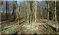 Snowdrops at Inkpen Common in RG17 9PZ