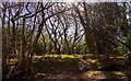 The forest is waiting for spring - Woodham Walter Common in CM9 6RY
