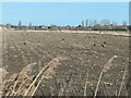 Rooks and wood pigeons on a stubble field near Deal in CT14 9QB
