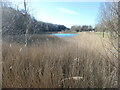 Reeds, eastern end of Blue Lake in CT14 0BF