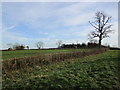 Recently laid hedge, Ridlington Road in Brooke