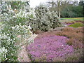 Winter Heathers, RHS Wisley in GU23 6QF