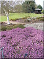 RHS Wisley, Heather Garden in GU23 6QF