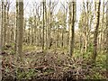 Rhododendron clearance, Binning Wood in EH42 1XN
