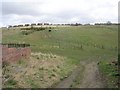 Footpath across fields - from Cedar Drive, Chickenley in WF12 8PD