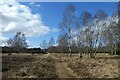 Path and birch trees in YO32 5TE
