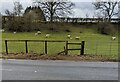Sheep and lambs in a field, Howick, Monmouthshire in NP16 6BL