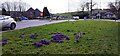 Crocus on west side of Burton Road at approach to B&Q roundabout in LA9 7NA