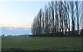Poplars in Matching Green in CM17 0PU