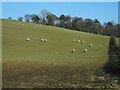 Grazing sheep in G66 7NW