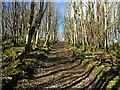 Looking up Spital Hill in Highheads Wood in LA6 2PN