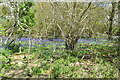 Bluebells, Shawland's Wood in RH7 6LF