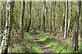Footpath, Shawland's Wood in RH7 6LF