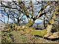 Tree at the Croft Ambrey Iron Age hill fort in HR6 9TS