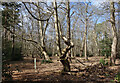 Wayward trees in Simons Wood in RG45 6BS