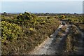 Gorse-lined path on heathland north of Sway in SO41 6EW