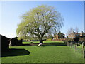 Sheep under a weeping willow, Butterwick in Butterwick
