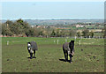 2008 : Horses, Bullenhill near Steeple Ashton in BA14 6EQ