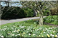 Daffodils outside the church at Stapleford in SP3 4LN