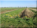 Daffodils by a drain, Benington Marsh in Benington