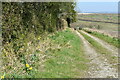 Field edge track beside copse on Boreland Hill in SP4 6NX