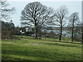 Trees along a field boundary, near Plas Llanfair in LL56 4PF