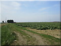 Field of brassicas off Willows Lane in PE22 0TE