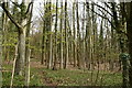 Woodland by Pilgrims' Way in TN16 2DU