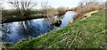 River Swale west of Thrintoft in DL7 0PN