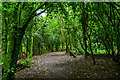 South Molton : Community Woodland in EX36 4DQ