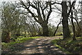 Footpath, Motts Wood in BN8 4QJ