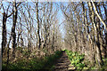 A Tree Lined Footpath in IP16 4QU