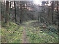 Path in Coed Ffordd-y-Drum in SY21 0EU