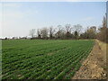 Autumn sown crop near Sandtoft Lodge in PE22 0TW